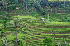 rice terraces